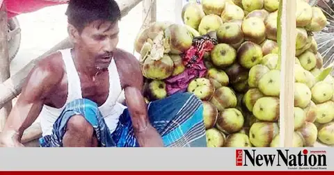 Palm kernel demand climbs as summer heat intensifies