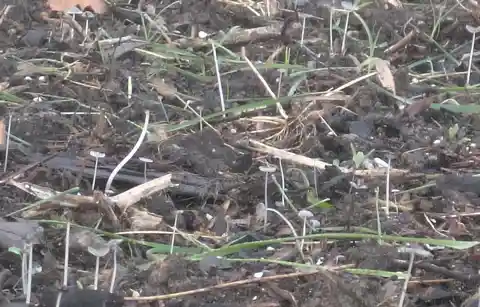 A gardener fixes a barren backyard mud patch — then thousands of mushrooms appear overnight