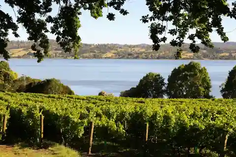Tasmania's wine industry gets the spotlight through a national inbound buyer program