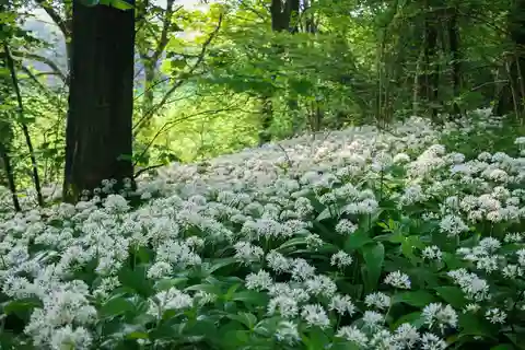 A king's ramsons: Patrick Galbraith on the pleasures of wild garlic