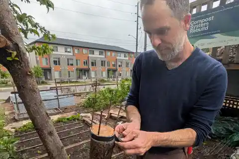 Healthy trees yield more fruit: why tree care counts
