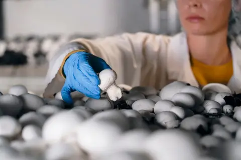 Canadian mushrooms take a tariff hit
