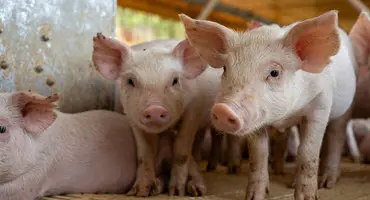 Young pork advocates compete at the World Pork Expo