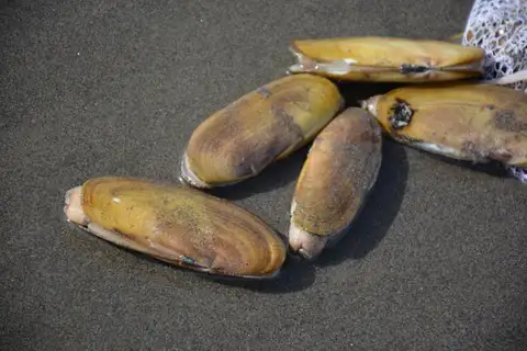 Washington Coast opens razor clam digs from April 17 to 23