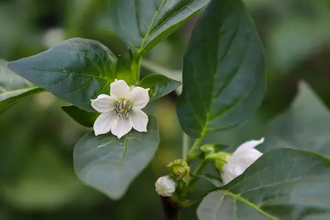 Why plants flower but never produce fruit: a container gardening guide