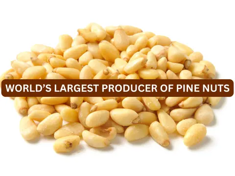 Which country leads the world in pine nut production?