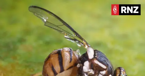 South Auckland finishes its large-scale fruit fly eradication effort