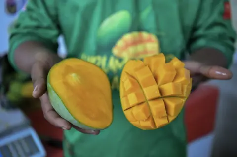 Kedah's heatwave delivers sweeter Harumanis mangoes — and bigger demand