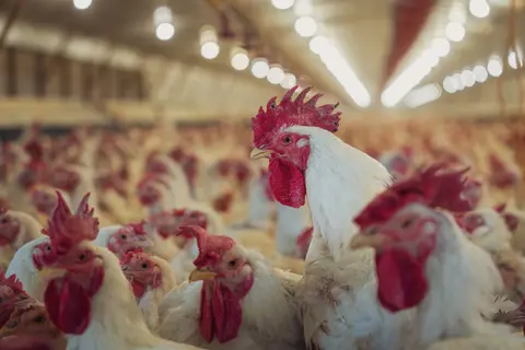 A car-sized mechanical chicken at 15 London Pret shops highlights how voluntary food promises can become moving-target deadlines