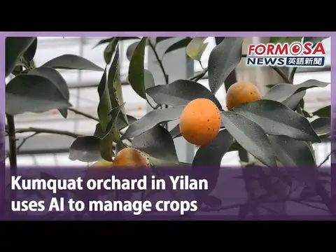 A kumquat orchard in Yilan turns to AI to manage its crops