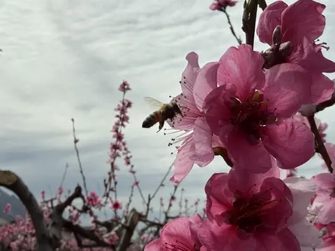 Beloved Box Elder County peach orchards bloom early thanks to warm weather