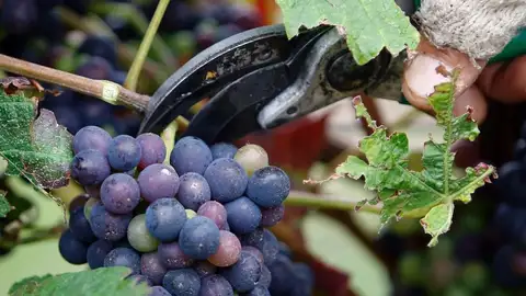 A 600-year-old pinot noir grape is found in a medieval French toilet