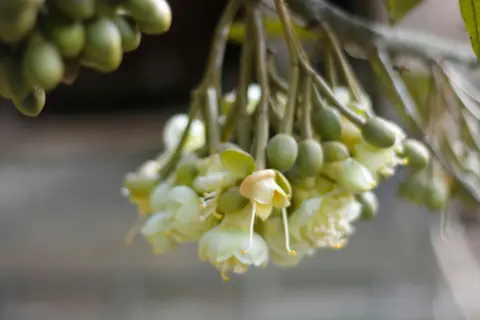 Durian trees bloom early in Penang as a heatwave raises hopes of a longer, cheaper season