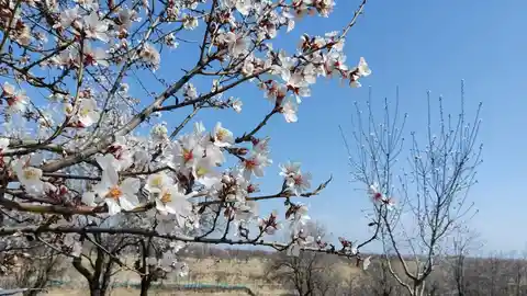 Kashmir once prided itself on almonds and walnuts; now Indians get them from California and Chile