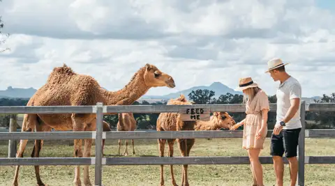 A regional Queensland camel dairy is recognised at the World Cheese Championship