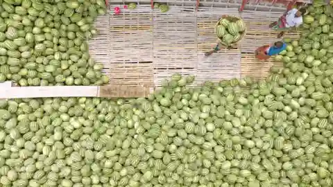 Badamtoli Ghat: watermelon season in full swing