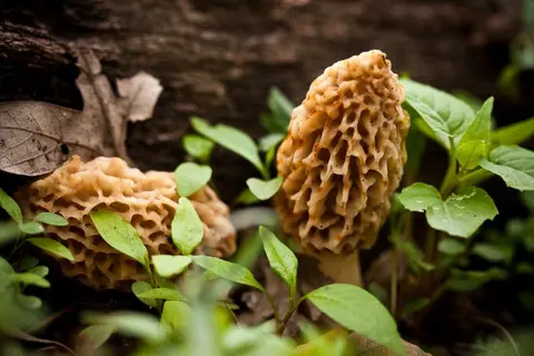 Morel mushroom hunting season: where and when to find them in Missouri and Kansas