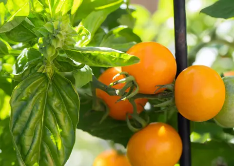 The four tomato varieties every garden needs