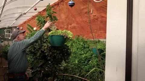 A Montana farmer tests unusual fruits in an underground greenhouse
