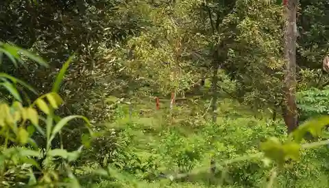 Indonesian farmers count the costs as rains wash out Java's durian harvest