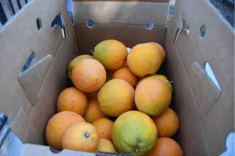 In the San Fernando Valley, volunteers go 'gleaning' to pick citrus fruit for those in need