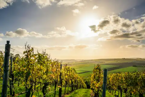 Vineyards meet village charm and modern convenience in Durbanville