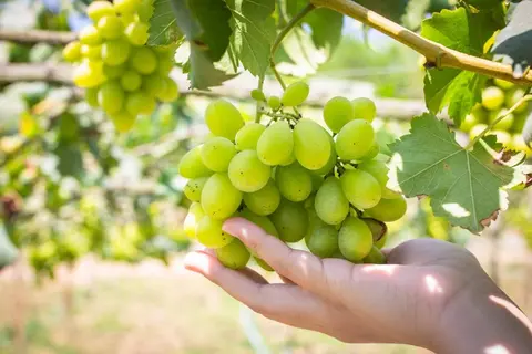 Chile updates its 2025-26 table grape projection: 62.2 million boxes, 72% new varieties