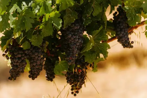 An agricultural commodities report predicts a 31% fall in wine grape production