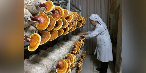 Cultivating mushrooms becomes a new form of ministry for Vietnamese sisters