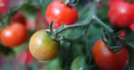 Master Gardeners: know your tomatoes before you plant this spring